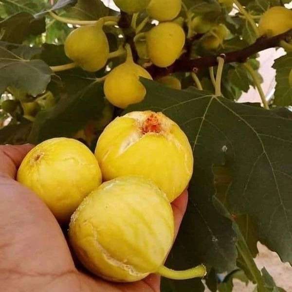 ارقام نهال انجیر