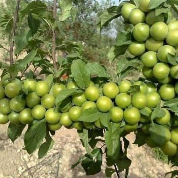 ارقام نهال گوجه سبز