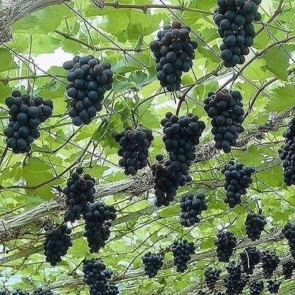 ارقام نهال انگور
