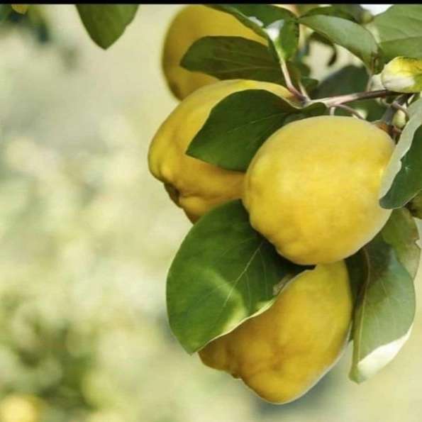 ارقام نهال به