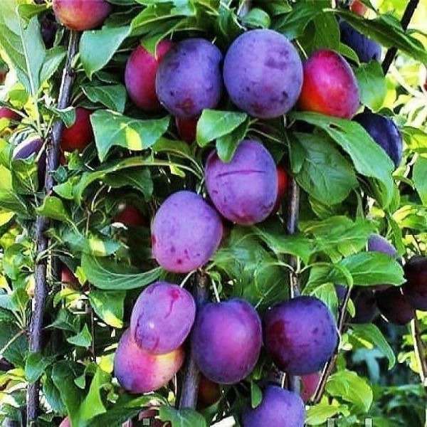 فروش انواع نهال های زود باز ده