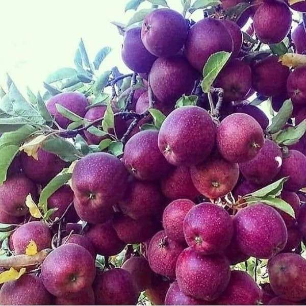 فروش انواع نهال های زود باز ده