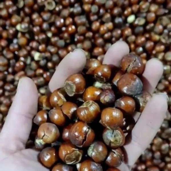 مرکز فرآوری فندق جوانمرد در گیلان
