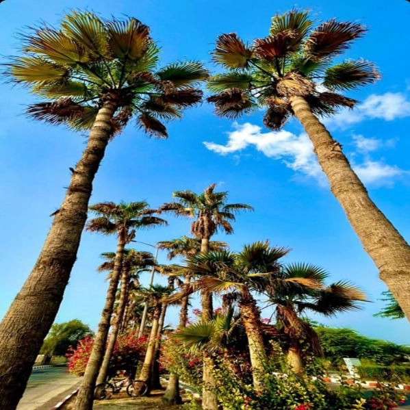 دپارتمان املاک آتا در کیش