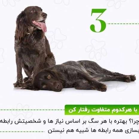 سگ های کار هیرو k9