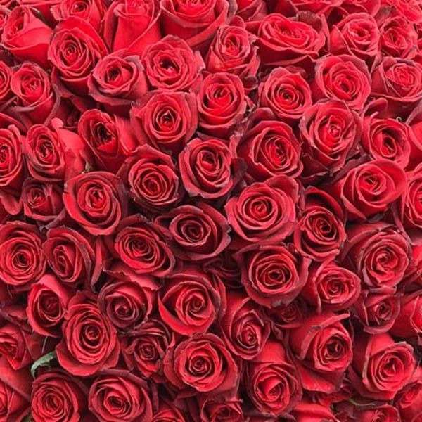 گل رز جاودان و هلندی