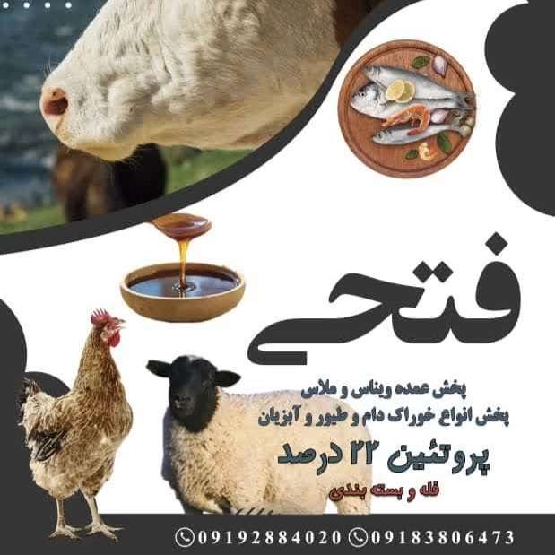 ملاس چغندر فتحی
