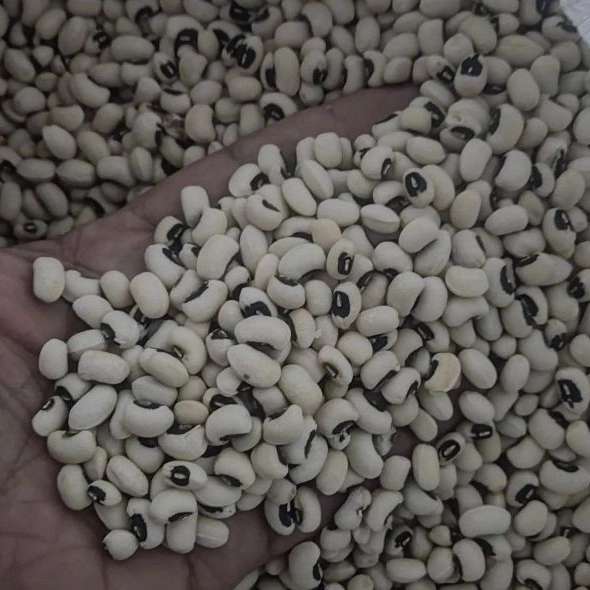 حبوبات ماداکتو