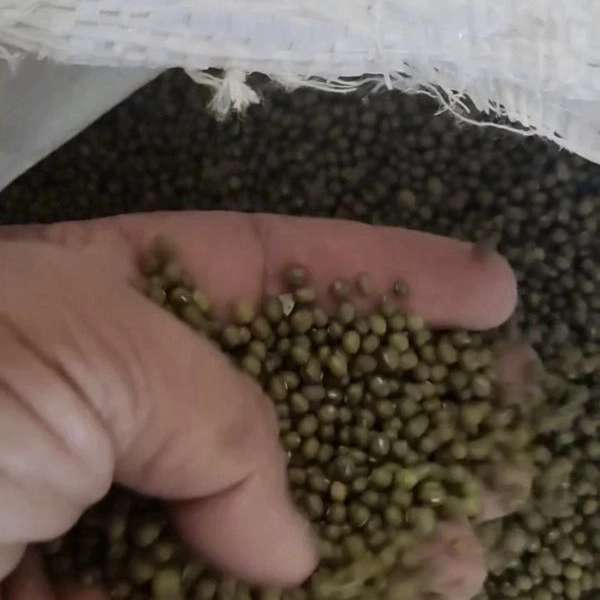حبوبات ماداکتو