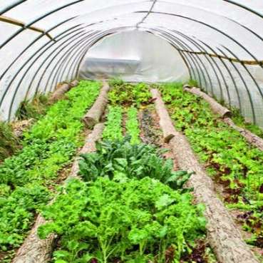 بسته بندی محصولات گلخانه ای و اجرای گلخانه های مدرن باقری در اصفهان