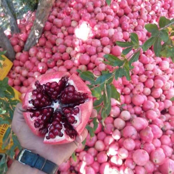 بهین پلاست محمدی