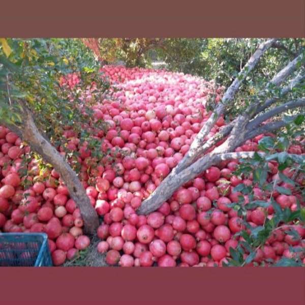 بهین پلاست محمدی