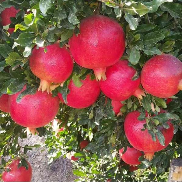 بهین پلاست محمدی