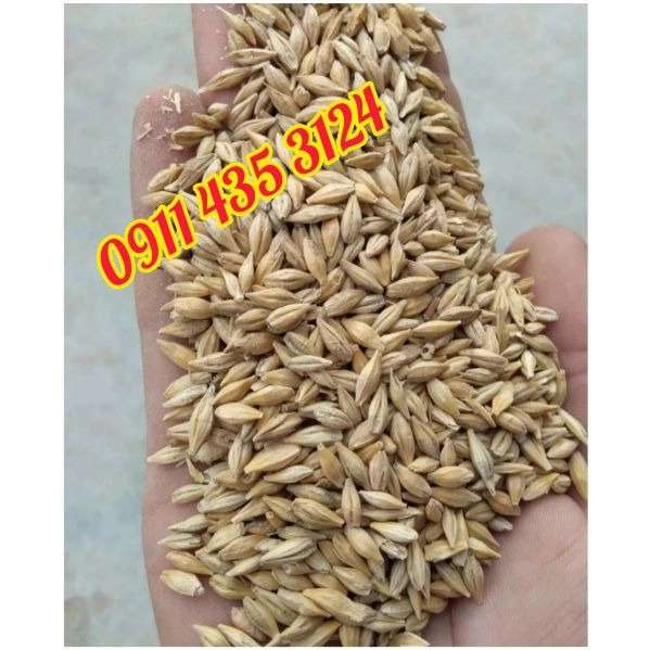 خوراک دام گنبد