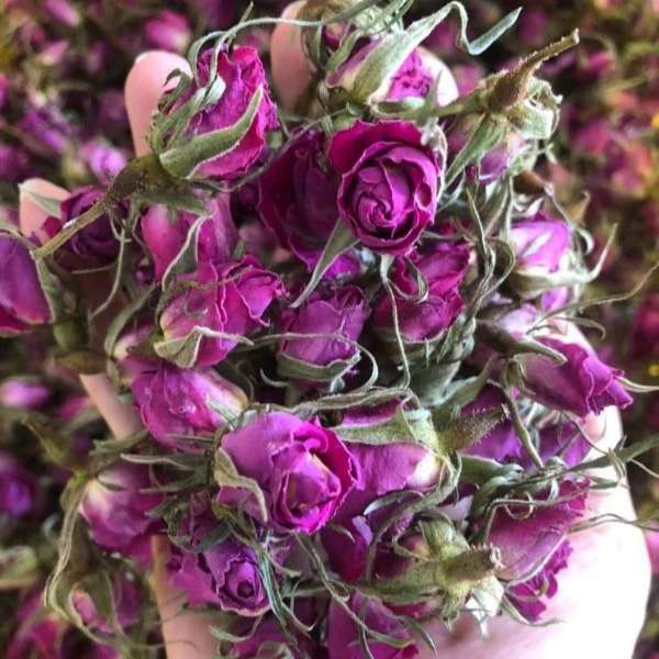 راشا رز