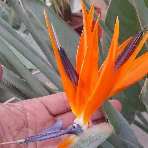 گلخانه سالی رز