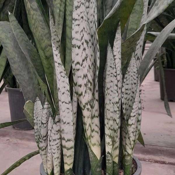 گلخانه سالی رز