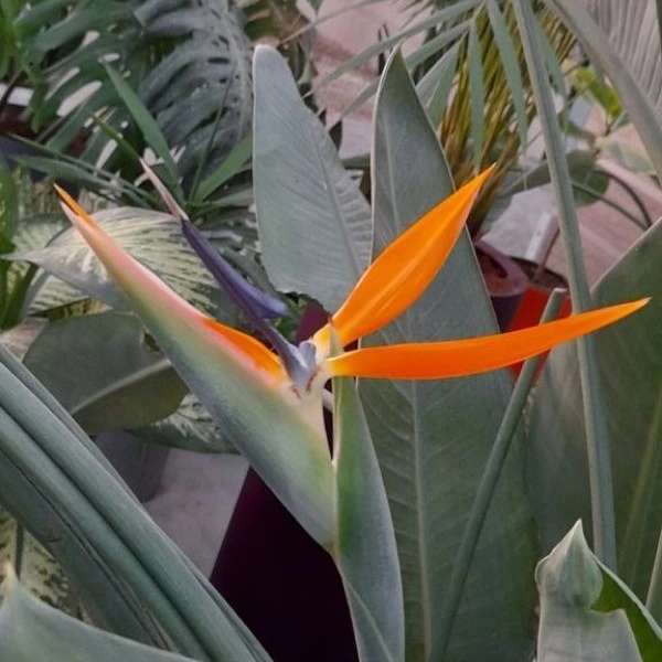 گلخانه سالی رز