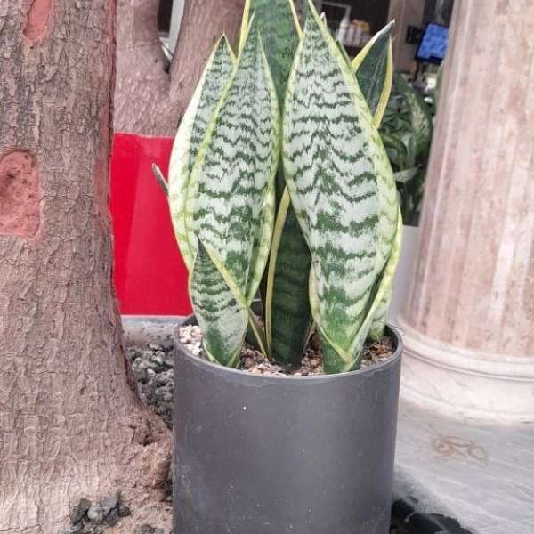 گلخانه سالی رز