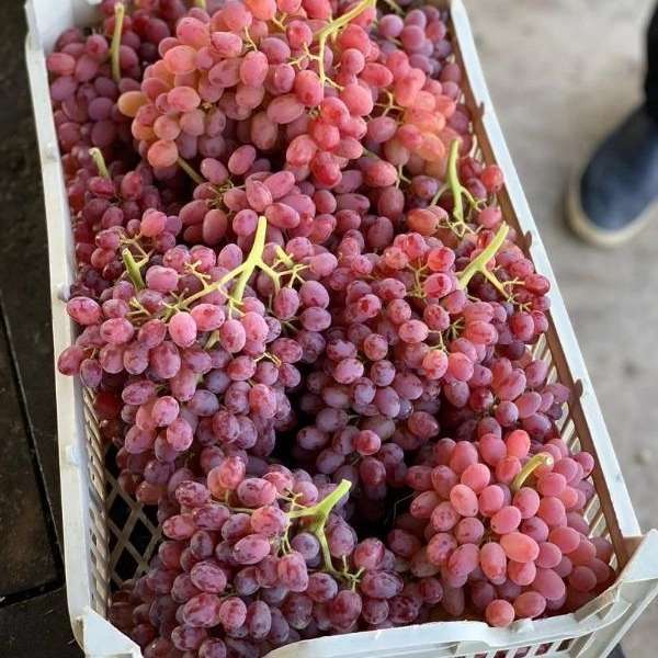 صادرات و واردات محصولات کشاورزی تجارت کیهان