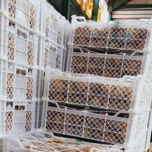 صادرات و واردات محصولات کشاورزی تجارت کیهان