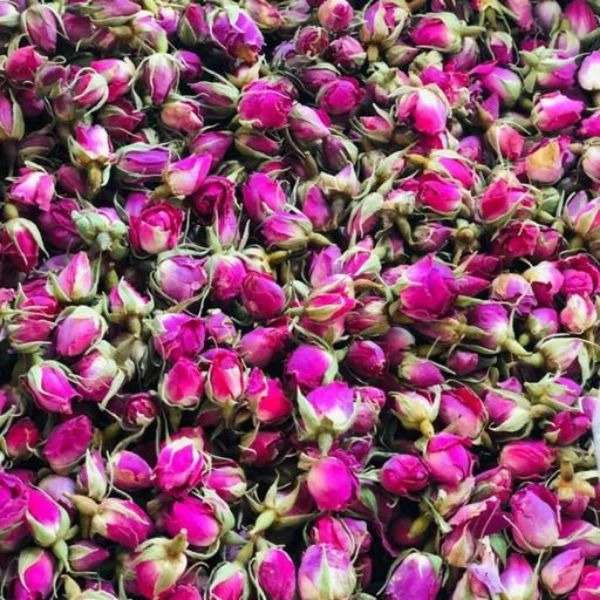 راشا رز
