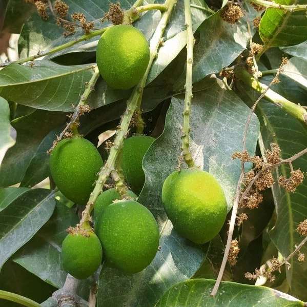 فروشگاه بی بی مینو