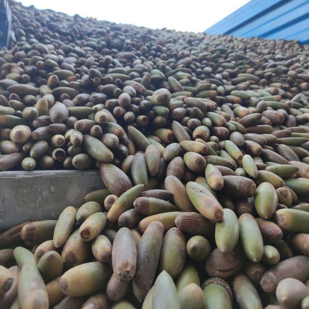 مجموعه آزاد اندیشان