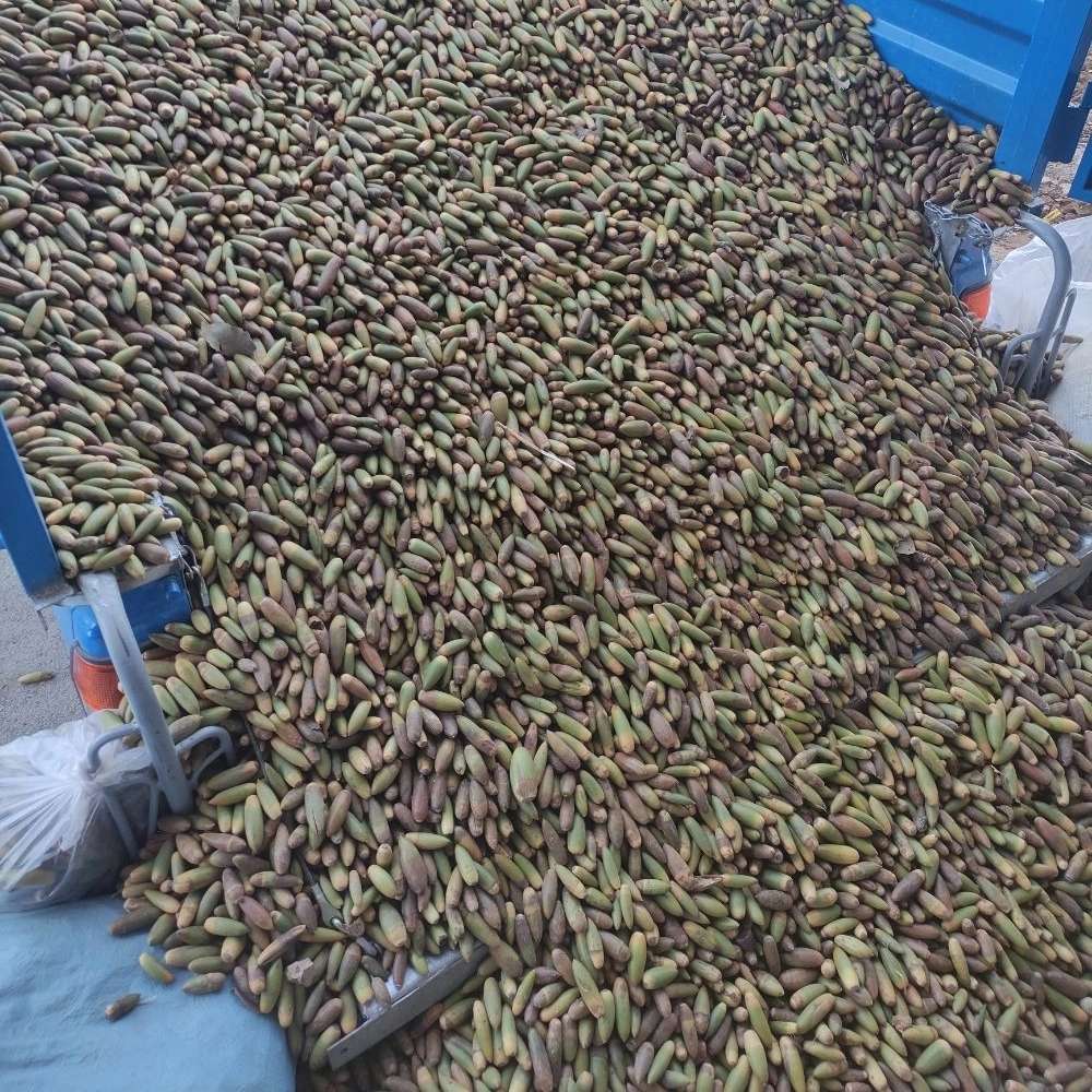 مجموعه آزاد اندیشان
