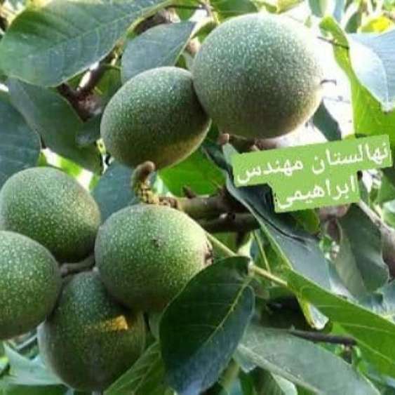 نهالستان ارس زرینه