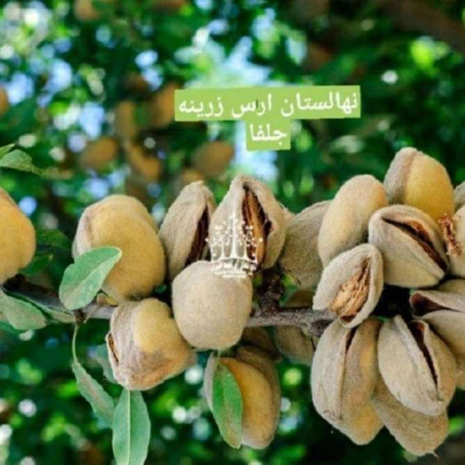 نهالستان ارس زرینه