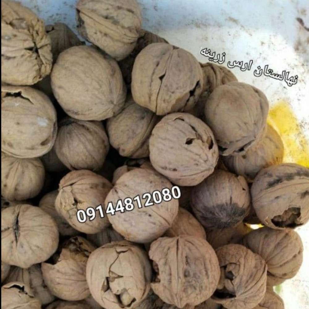 نهالستان ارس زرینه