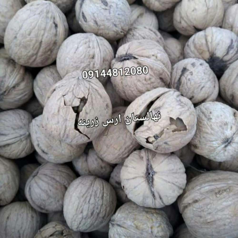 نهالستان ارس زرینه