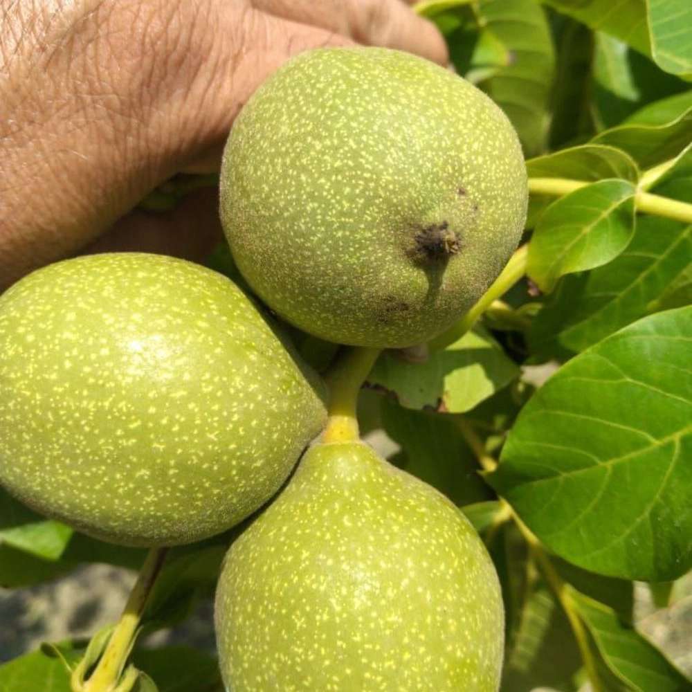 فروش نهال میوه در میاندوآب
