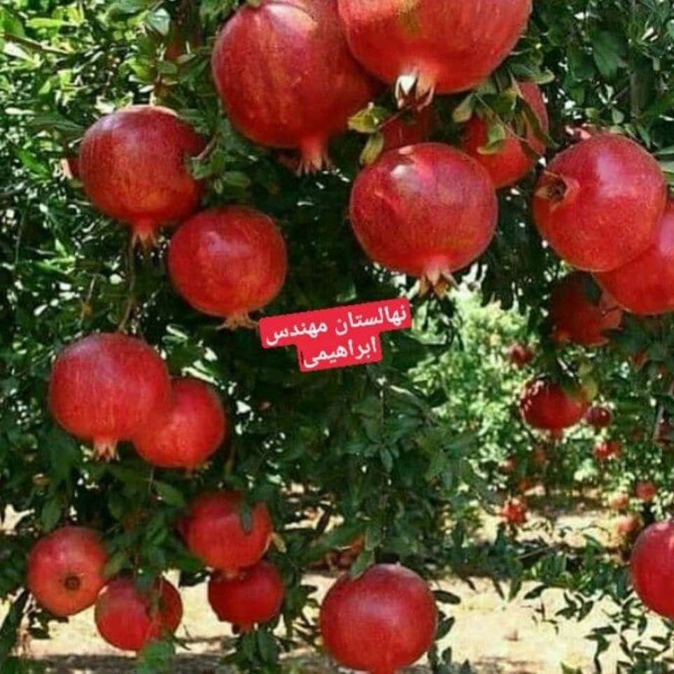 فروش نهال میوه در میاندوآب