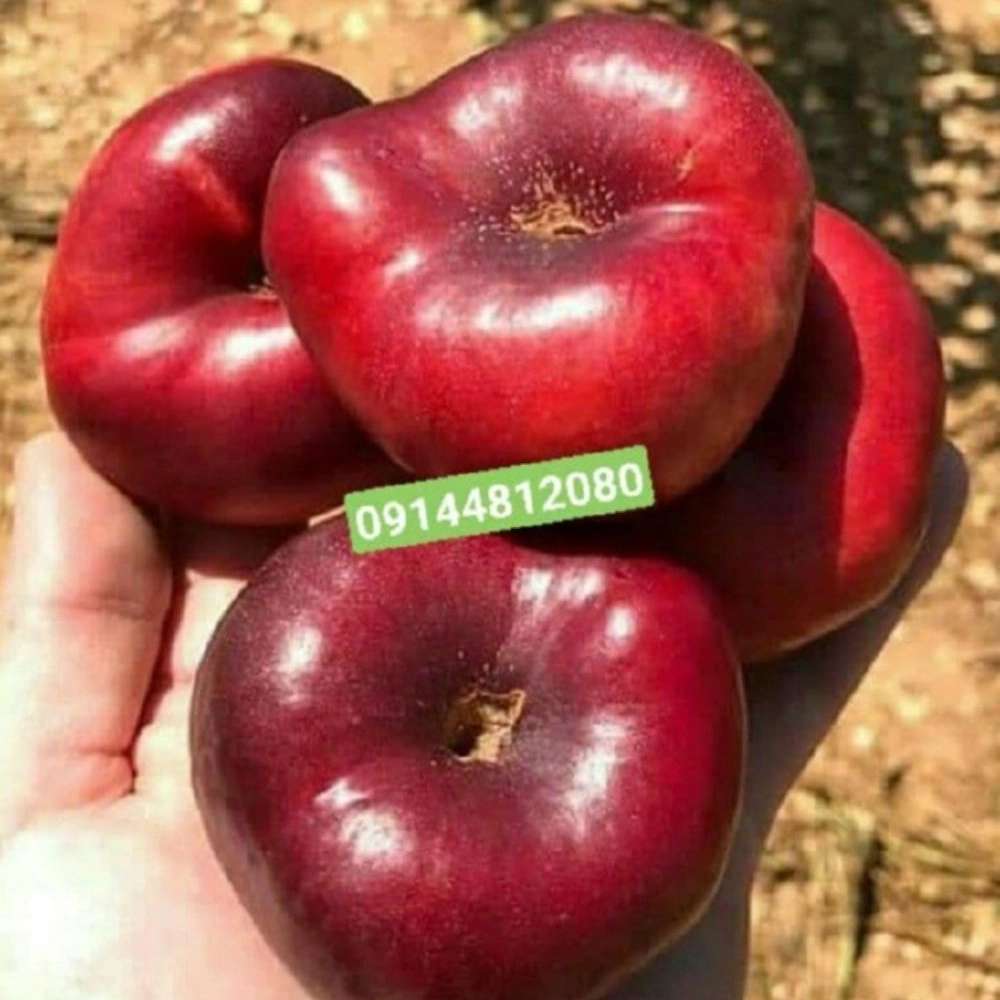 فروش نهال میوه در میاندوآب