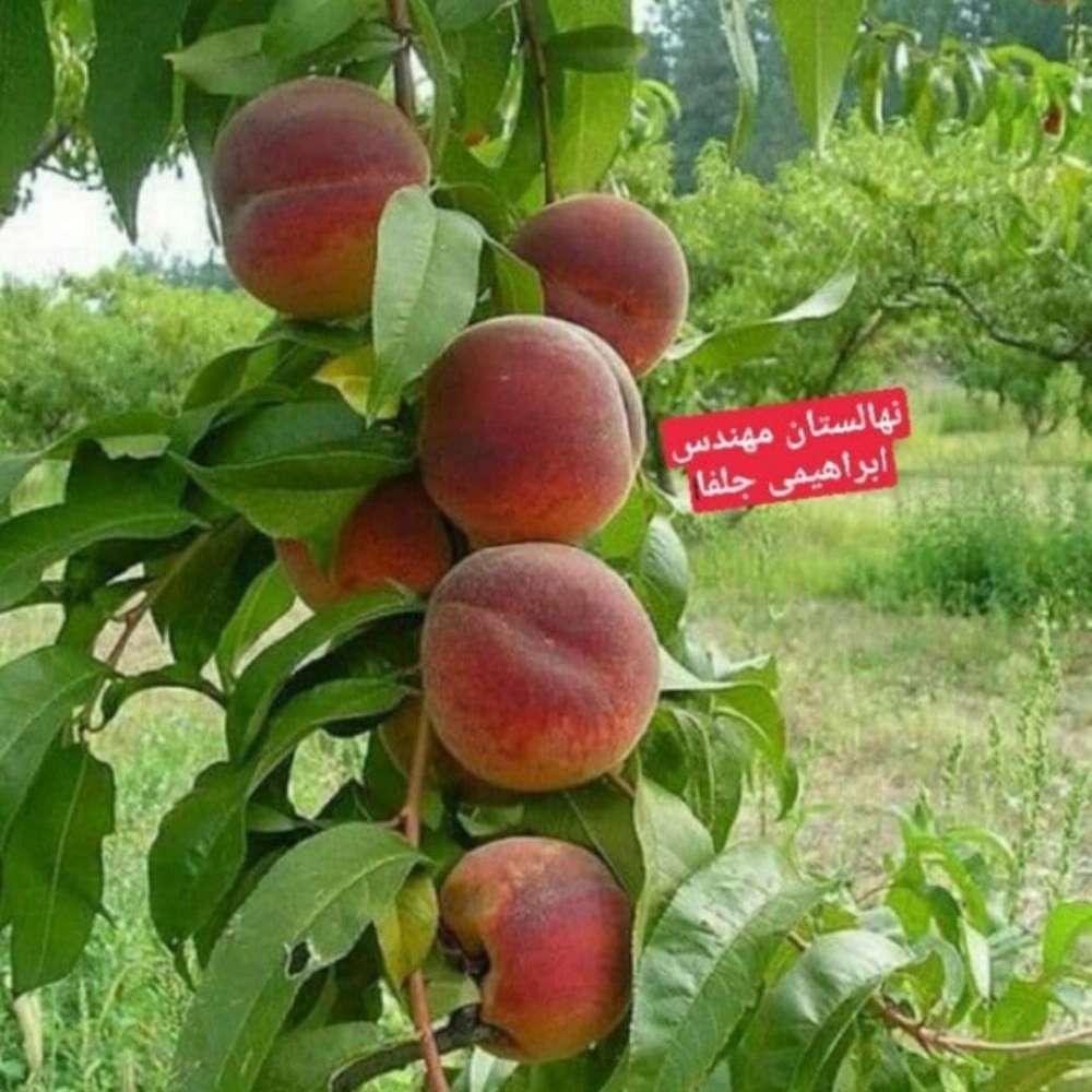 فروش نهال میوه در میاندوآب