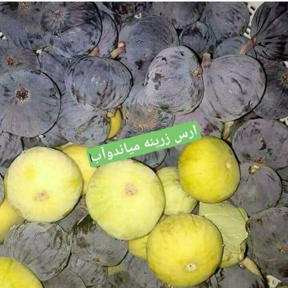 فروش نهال میوه در میاندوآب