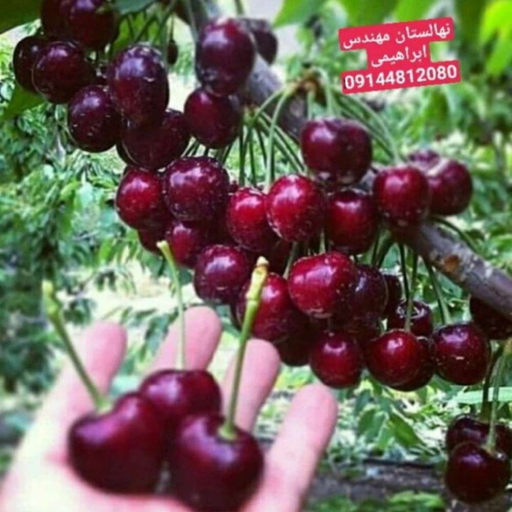 فروش نهال میوه در میاندوآب