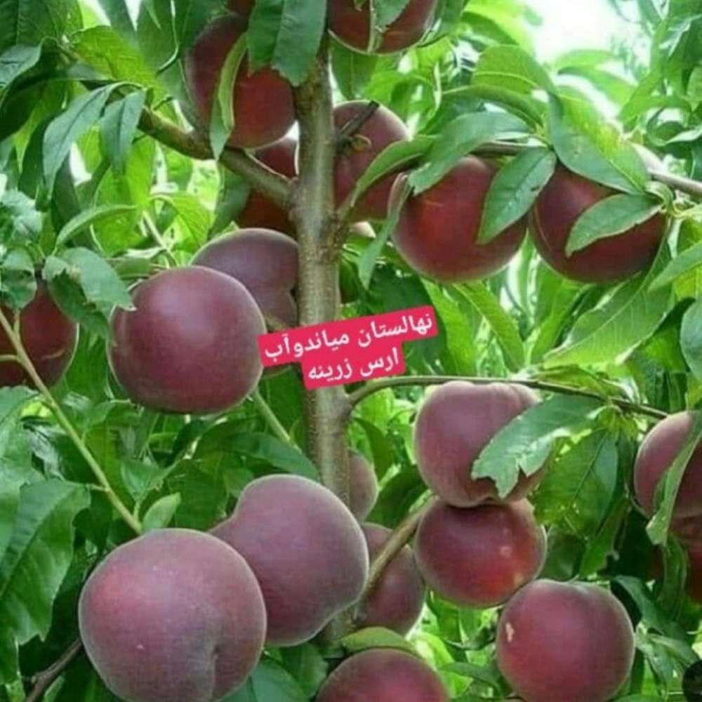فروش نهال میوه در میاندوآب