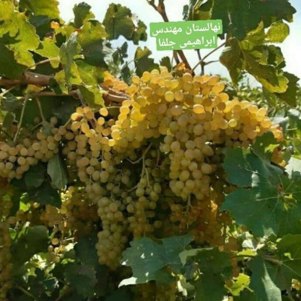 نهالستان ارس زرینه