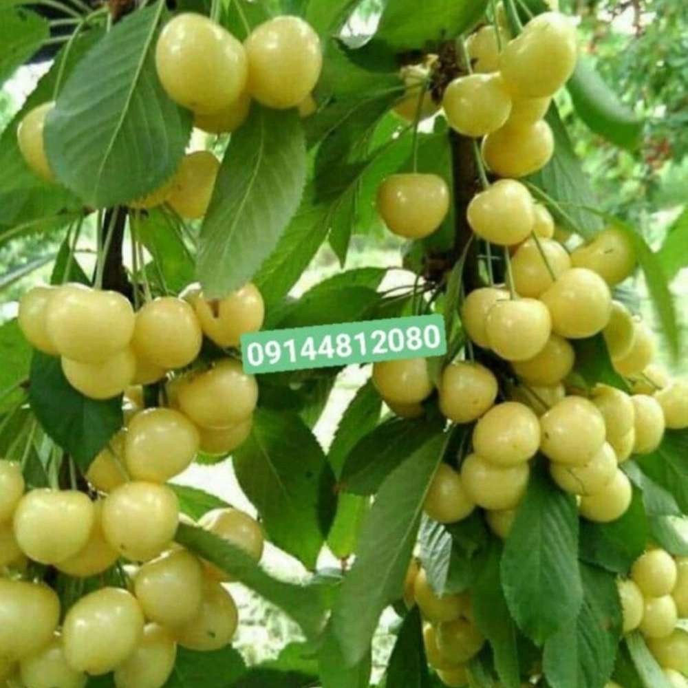 نهالستان ارس زرینه