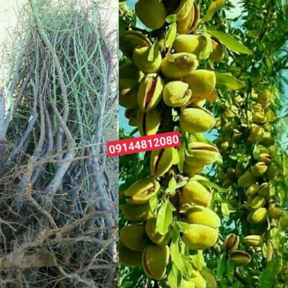 نهالستان ارس زرینه