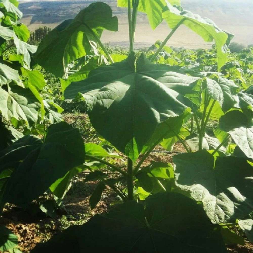 فروش نهال گردو زردآلو هلو سیب در جلفا