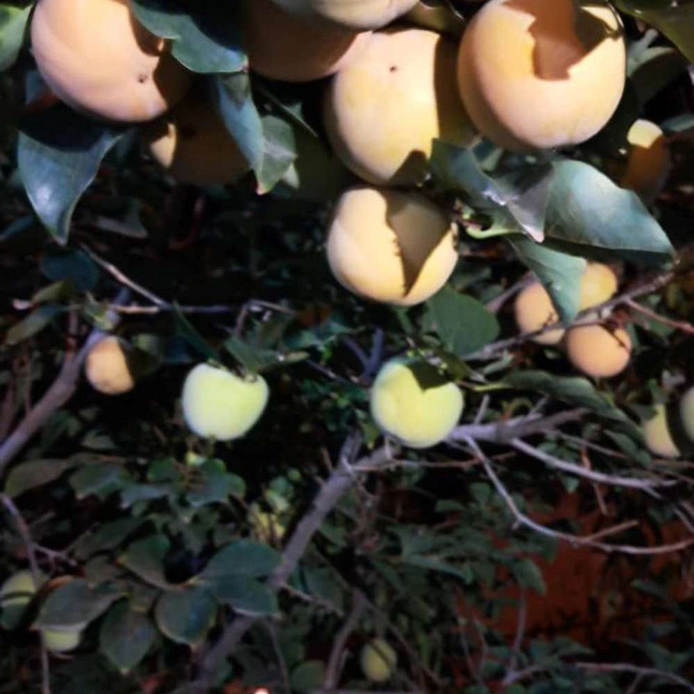نهالستان ارس زرینه در میاندوآب