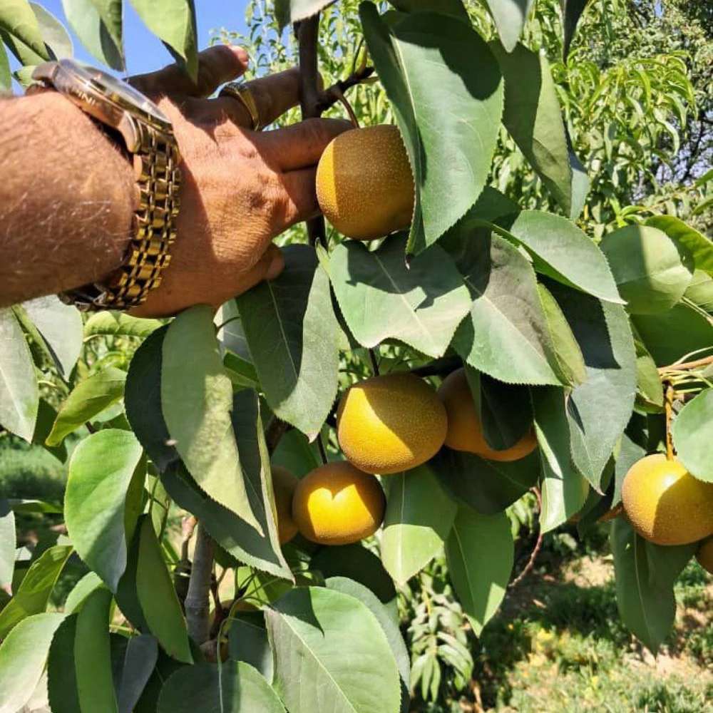 نهال گلابی پرتقالی