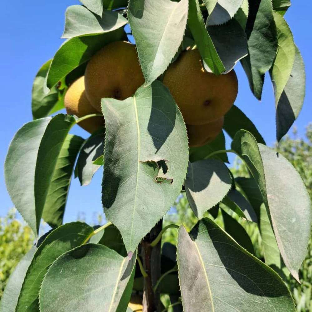 نهال گلابی پرتقالی
