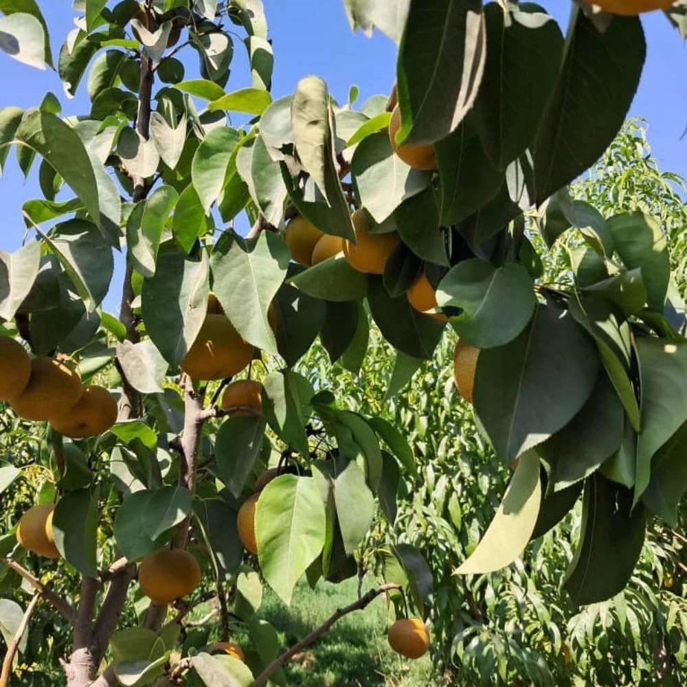 نهال گلابی پرتقالی