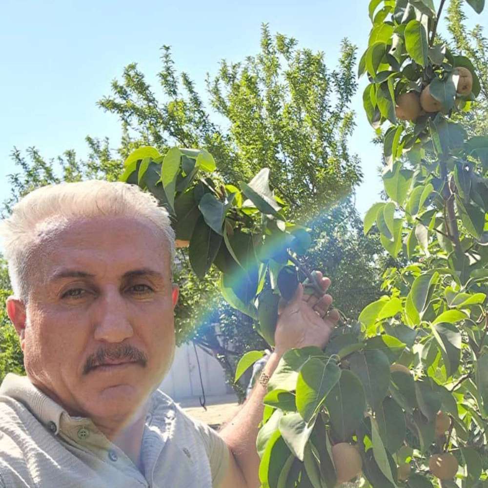 نهال گلابی پرتقالی