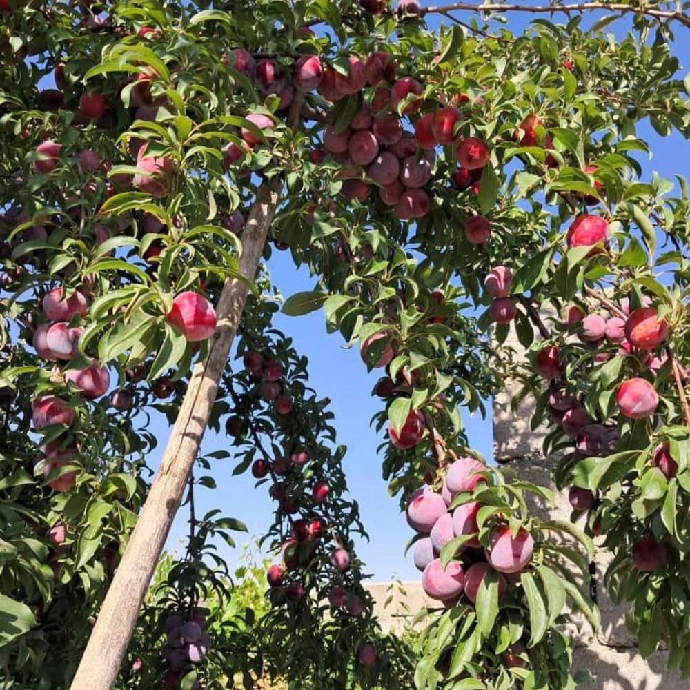 نهالستان ارس زرینه، فروش نهال گردو زردآلو هلو سیب در میاندوآب